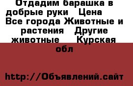 Отдадим барашка в добрые руки › Цена ­ 1 - Все города Животные и растения » Другие животные   . Курская обл.